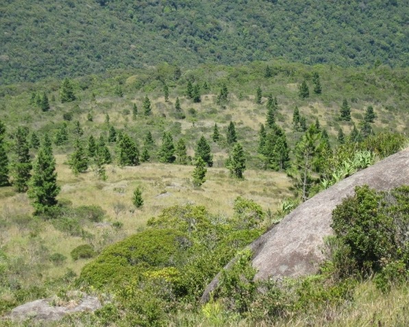 Dispersão descontrolada do pinheiro americano